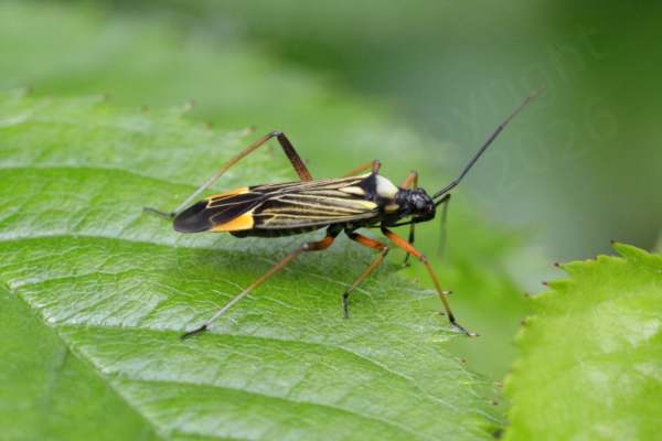 A slender bodied Fine Streaked Bugkin with long reddish coloured legs and a black body adorned with multiple markings in yellow and orange.