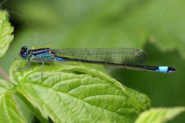 A mature Blue Tailed Damselfly with black marked thorax and dark abdomen with distinctive blue end.