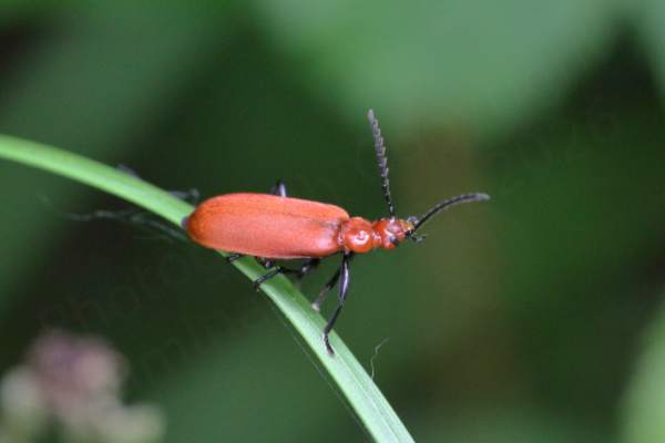 A bright red Cardinal Beetle with black legs and long black toothed antennae is exploring a broad blade of grass.