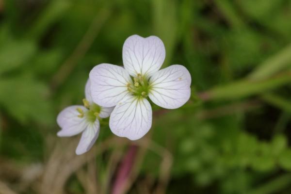 A pair of flowers of the Cuckooflower plant with each flower having four broad pale pinky lilac petals and pale green reproductive parts with yellow anthers.