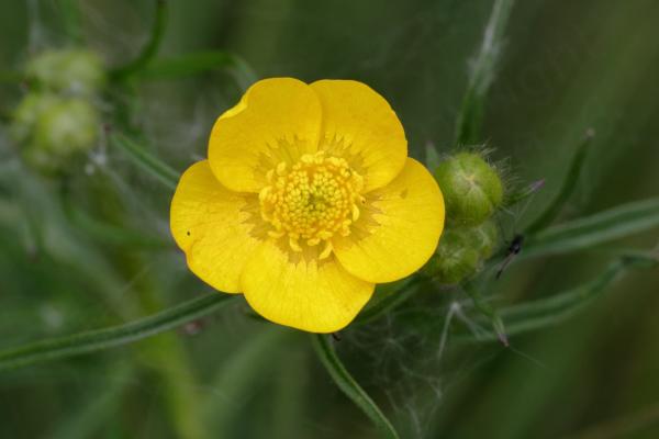 A bright yellow Buttercup flower with 5 very broad petals and matching yellow stamens.