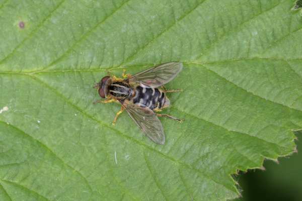 This female Anasimyia lineata is a medium sized quite broad Hoverfly in a pale browny cream colour with black longitudinal stripes on her thorax and intricate black markings on her abdomen.