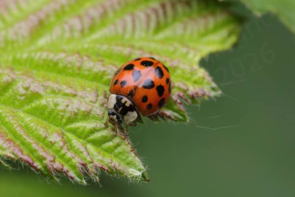 Exploring a leaf is a bright red Harlequin Ladybird with multiple black spots on the elytra and a black W shape on the white pronotum.