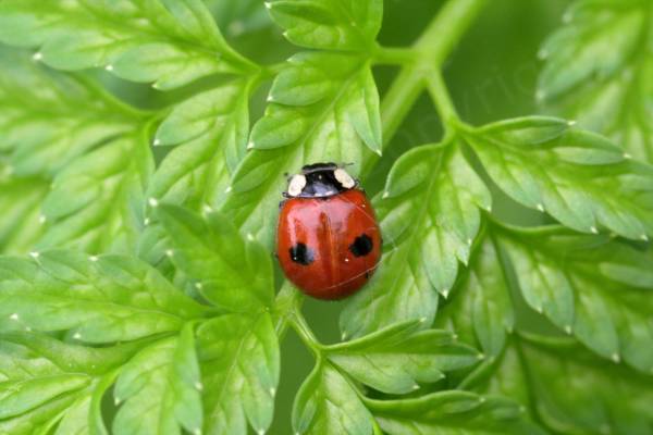 A small bright red Two Spot Ladybird with an unsurprising total of two black spots on its elytra and white cheeks on its black pronotum.