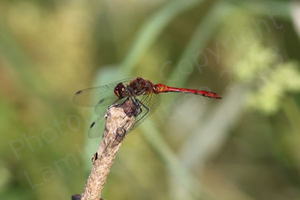 A glossy bright red Ruddy Darter dragonfly is perched on a tall vertical stem.