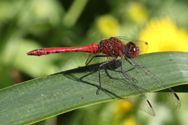 Superficially similar to the Common Darter the Ruddy Darter is a smallish Dragonfly with the same habit of resting on sticks but the mature male is a rich red colour and the females yellow brown both have dark black legs with no vertical stripes.