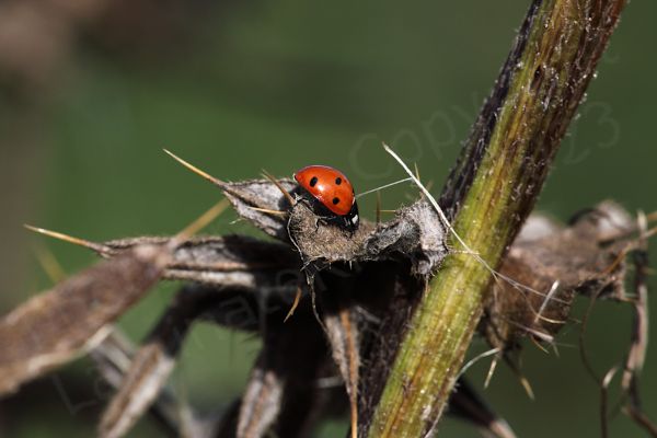 The Seven Spot Ladybird has a black head with white markings and bright red wing cases with an unsurprising total of seven black spots.