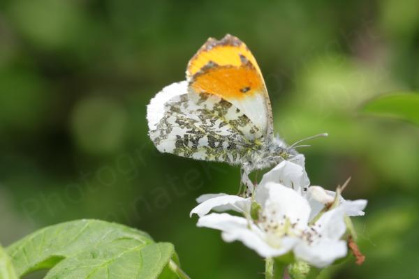 A male Orange-tip Butterfly with folded wings showing off the bright orange wing tips is feeding on what looks like a blackberry flower.