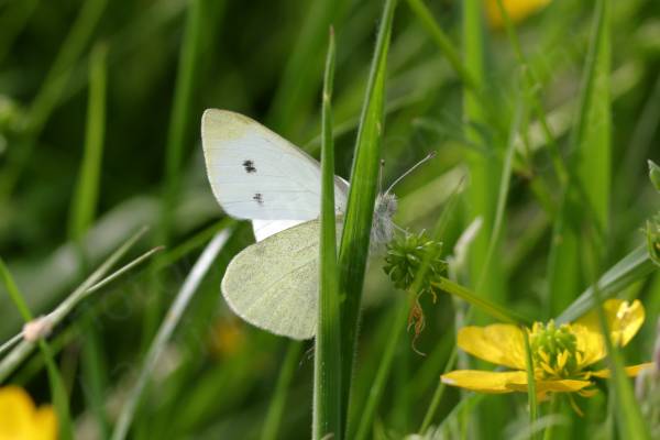 Vibrant green grass and a couple of yellow buttercups are partially concealing a white Butterfly with yellowish wing tips and finely speckled yellowish underwings.