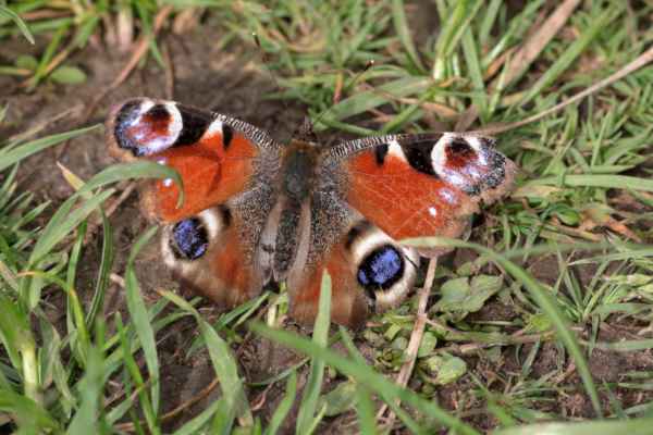 A rather tatty but still colourful Peacock Butterfly is resting on the lightly grassed path.