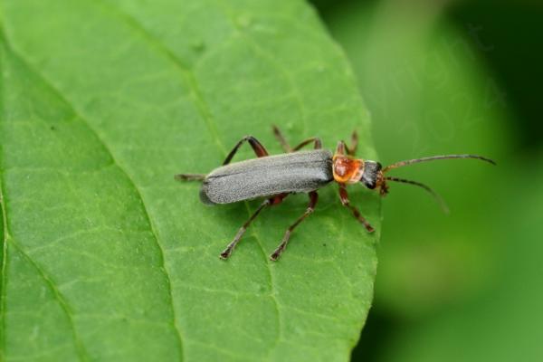 This Soldier Beetle is quite slender and mostly black although the pronotum is an orangey amber colour as are its legs in places.