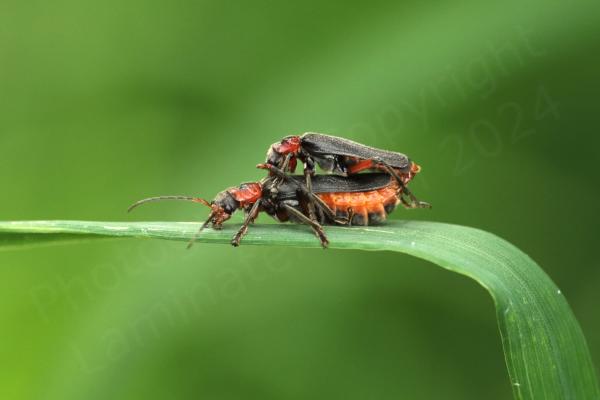 Two black and orange Soldier Beetles are mating with the seemingly smaller male on top and the plumper female on the bottom.