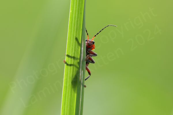 This Soldier Beetle is climbing a blade of grass and we can only see the head and part of its underside as it appears to be peeking out.