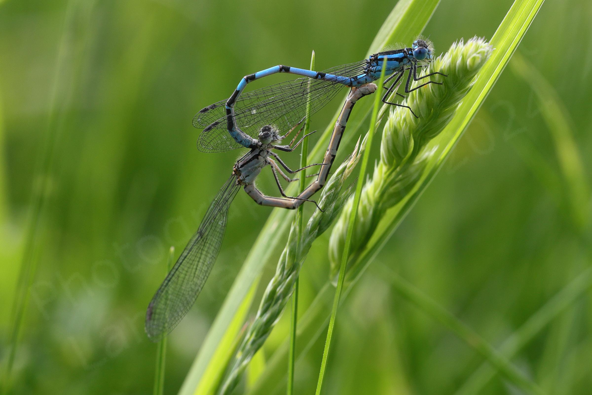 A pair of Common Blue Damselflies are mating although only the male is bright blue as the female is a creamy pink colour.