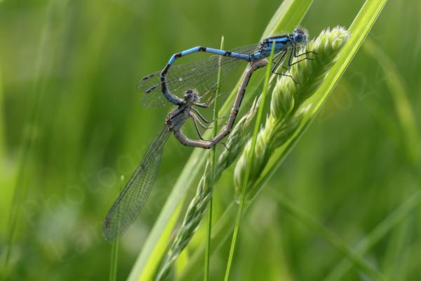 A pair of Common Blue Damselflies are mating although only the male is bright blue as the female is a creamy pink colour.