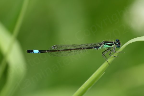 A dark brown to black Damselfly with broad blue band towards its tail and duck egg blue thorax with black stripes.