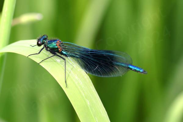 Contrasting with the green foliage is a male Banded Demoiselle in all its metallic greeny blue glory.