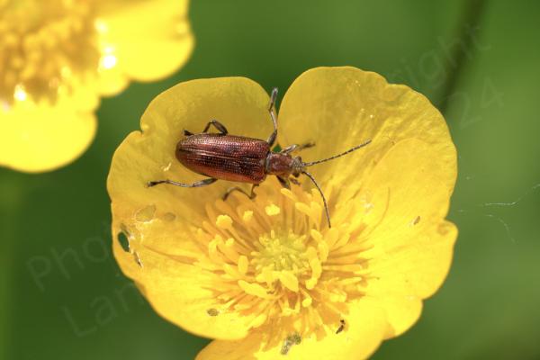 Investigating a buttercup flower is a small glossy copper coloured beetle with a textured almost hammered finish to it.