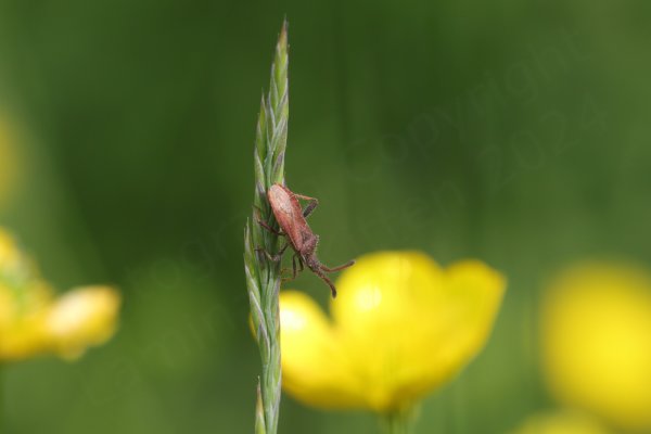 A small lightly haired brown Shieldbug is exploring a head of grass from the top down.