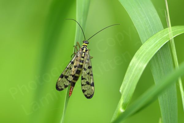The Scorpion Fly is a very distinctive looking insect with its black chequered markings on translucent wings and a pale yellow and black body leading to a red tail which in the male is curled upwards rather like a scorpions.