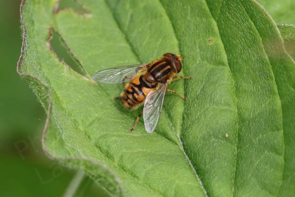 A golden yellow lightly haired medium sized Hoverfly with three black longitudinal stripes on its thorax and black anvil shaped markings on its abdomen.