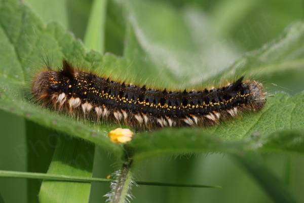 A large very hairy Caterpillar with an indigo coloured body with a few rows of bright yellow spots and clusters of long white hairs looking rather like legs.