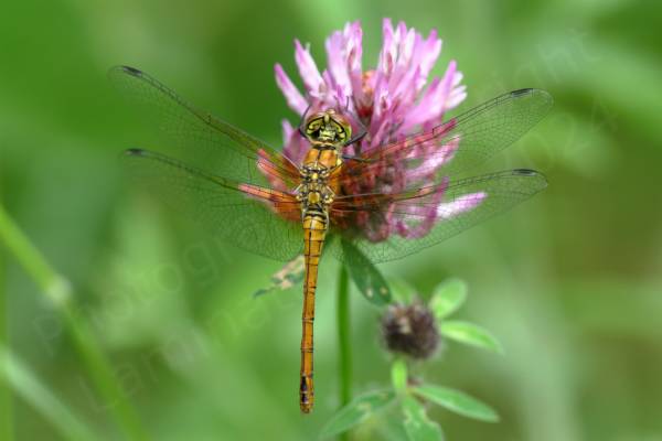 Superficially similar to the Common Darter the Ruddy Darter is a smallish Dragonfly with the same habit of resting on sticks but the mature male is a rich red colour and the females yellow brown both have dark black legs with no vertical stripes.