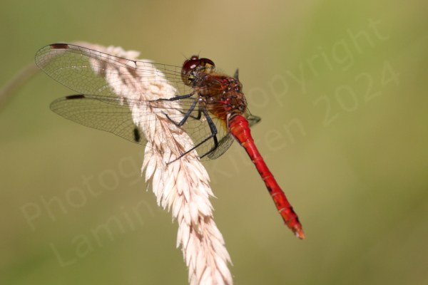 Superficially similar to the Common Darter the Ruddy Darter is a smallish Dragonfly with the same habit of resting on sticks but the mature male is a rich red colour and the females yellow brown both have dark black legs with no vertical stripes.