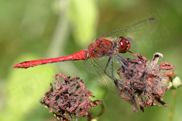 Superficially similar to the Common Darter the Ruddy Darter is a smallish Dragonfly with the same habit of resting on sticks but the mature male is a rich red colour and the females yellow brown both have dark black legs with no vertical stripes.