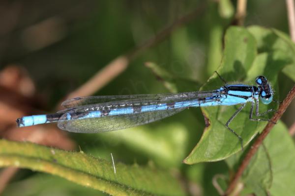 The mature male Common Blue Damselfly is a bright blue medium sized Damselfly with very distinctive small black mushroom shaped markings along the upper half of its abdomen.
