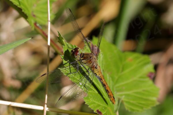 Superficially similar to the Common Darter the Ruddy Darter is a smallish Dragonfly with the same habit of resting on sticks but the mature male is a rich red colour and the females yellow brown both have dark black legs with no vertical stripes.