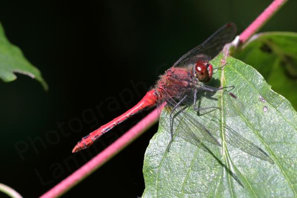 Superficially similar to the Common Darter the Ruddy Darter is a smallish Dragonfly with the same habit of resting on sticks but the mature male is a rich red colour and the females yellow brown both have dark black legs with no vertical stripes.