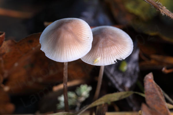 A pair of delicate Fungi with slender stems and wide convex caps light brown in the centre gradually fading to translucent white at the edges.