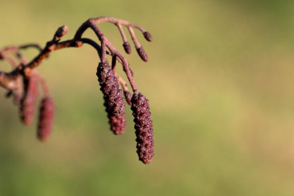 A small number of rather knobbly catkins in a deep crimson colour are suspended beneath slender branches of a similar hue.
