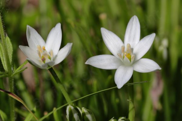 Two white Star of Bethlehem flowers each with six long petals and peach coloured anthers on white stamens.