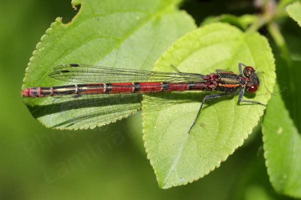 Resting on a leaf is a Large Red Damselfly with the sun giving it a beautiful metallic sheen.