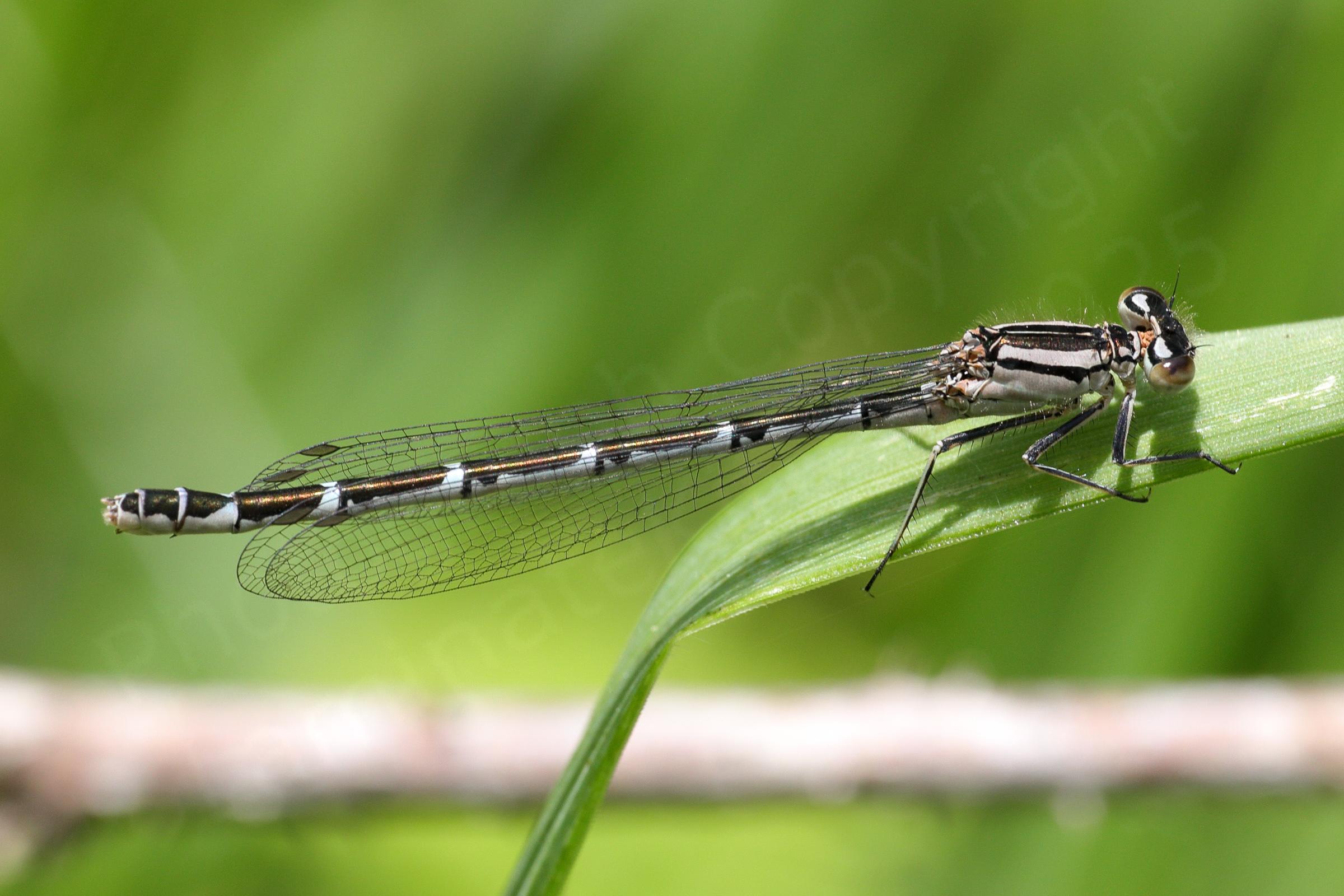 This immature female Common Blue Damselfly is a light pinkish beige colour with dark brown markings.