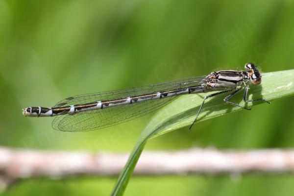 This immature female Common Blue Damselfly is a light pinkish beige colour with dark brown markings.