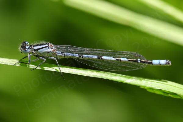 A mature male Common Blue Damselfly in a light blue colour with black markings on the back of the thorax and abdomen.