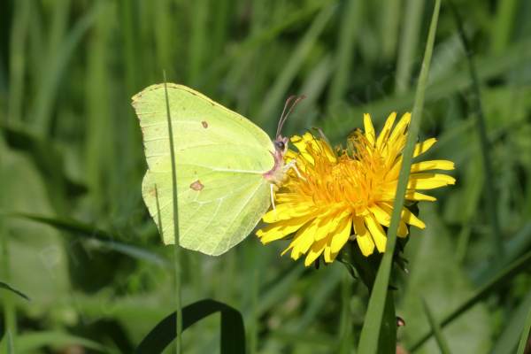 A pale green Brimstone Butterfly with typically folded wings is feeding on what looks like a Dandelion.