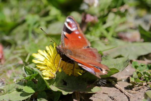 A Peacock Butterfly with wings open has its proboscis deep into a flower.