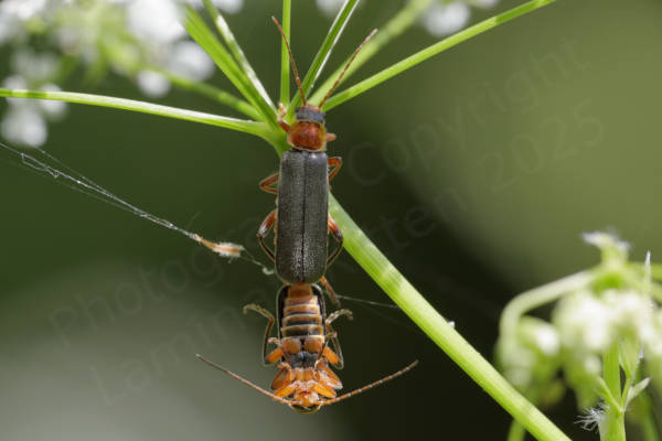 A pair of Soldier Beetles mating with the topmost beetle showing off its topside and the bottom beetle the underside.