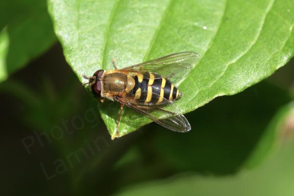 Resting on a leaf is a medium sized hoverfly mostly golden yellow but with black bands across its abdomen and dark crimson eyes.