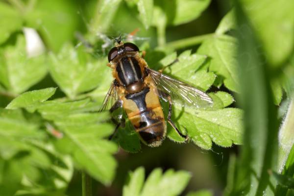 A large golden yellow Hoverfly with a black thorax complete with two pale vertical lines and anvil shaped black markings on the abdomen.