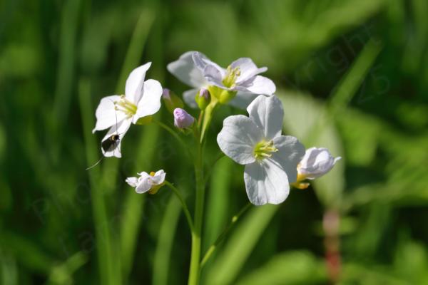 A small head of Cuckooflower each flower with four broad pale pink or lilac petals and pale green stamens leading to yellow anthers.