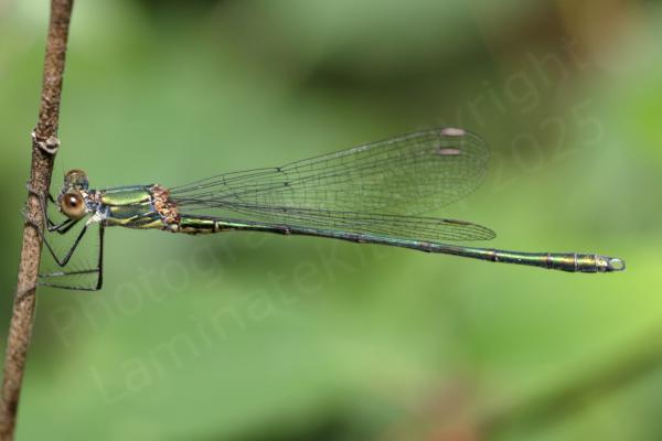 A long slender metallic green damselfy with large eyes in shades of brown and cream is holding onto a vertical stem.