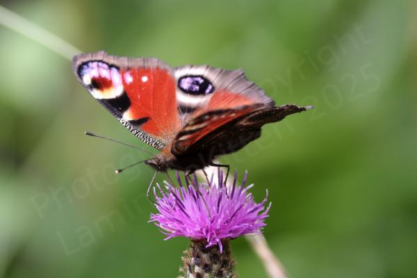 A Peacock Butterfly with its wings open is feeding on a purple thistlelike Knapweed flower.