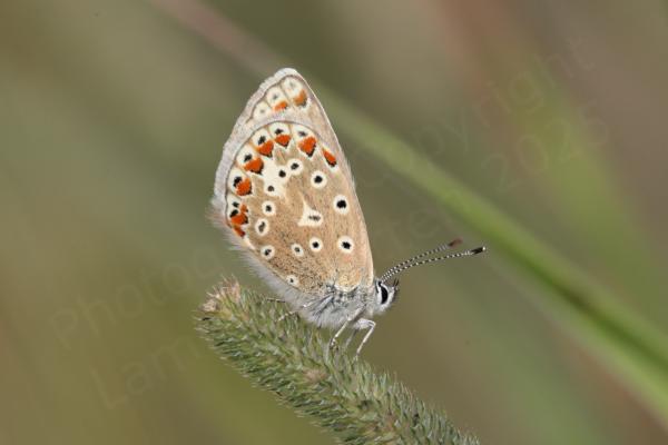A small Brown Argus butterfly with wings folded and resting on a seed head of grass.