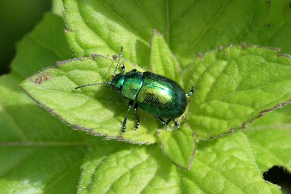A rotund dimpled metallic green beetle is walking across a leaf.