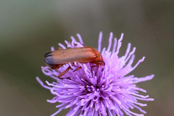 A small brown Soldier Beetle is feeding on a Knapweed flower and its head is buried in the petals.